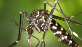 В России завёлся особо опасный Тигровый комар